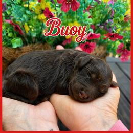 Buoy - Phantom male Goldendoodle puppy in Charlotte, North Carolina from Hopeful Heart Doodles