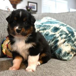 Lucky - Black tri-color female Australian Shepherd puppy in Wichita Falls, Texas from Spotted Mule Aussies