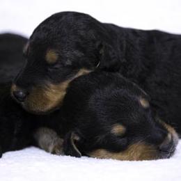Airedale Terrier Puppies from JOVAL Airedales
