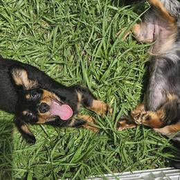 Dachshunds from Airamalonso