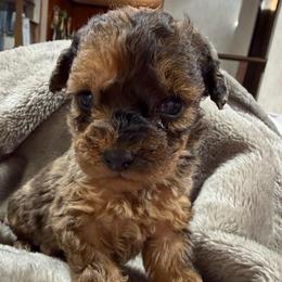 Biscotti - Merle male Schnoodle puppy in Creston, Ohio from Royal Crown Keeper LTD