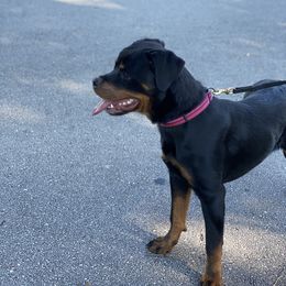 Rottweiler Puppies from Brooks Rottweilers