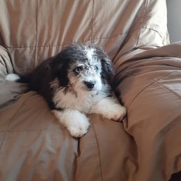 Fig - Black tri-color Aussiedoodle puppy in Soap Lake, Washington from Desert Rose Doodles