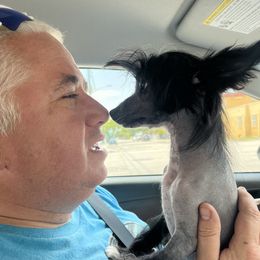 Chinese Cresteds and Pomeranians from No Hair Here