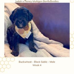 Buckwheat - Sable male Bernedoodle puppy in Marietta, Georgia from Reece + Co Doodles & Poodles