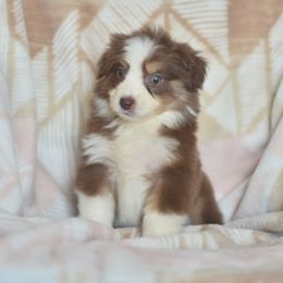 Cotton Candy - Red tri-color female Australian Shepherd puppy in Delta, Colorado from PTK Ranch