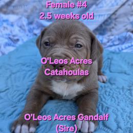 Girl 4 - female Catahoula Leopard Dog puppy in Perry, Florida from O'Leos' Acres Catahoulas
