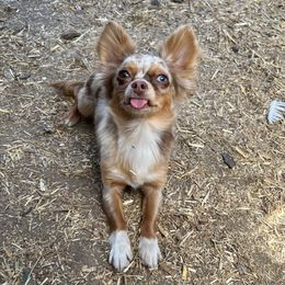 Dulcie - Chihuahua