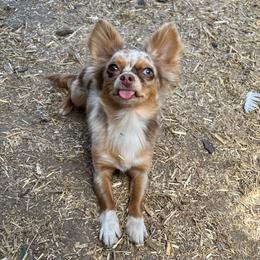 Dulcie - Chihuahua
