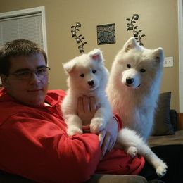 Samoyed Puppies from Kenjo Samoyeds
