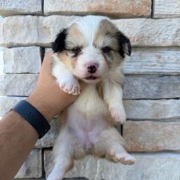 Autumn (Fluffy corgi) (financing available) - Red merle and white female American Corgi puppy in Inverness, Florida from Canaan Farm Corgis