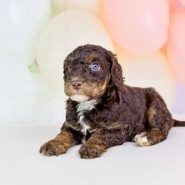 Aussiedoodle Puppies from Dreamcatcher Dogs