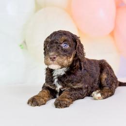 Aussiedoodle Puppies from Dreamcatcher Dogs