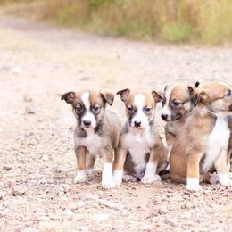 McNab Puppies from Vanir McNab Shepherds