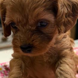 Girl 2 - female Cavapoo puppy in Lavon, Texas from Magnolia Prairie Doodles