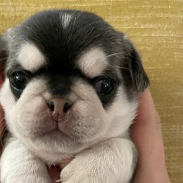 Doctor Holiday - White Pug puppy in Chehalis, Washington from Gatekeeper Pugs