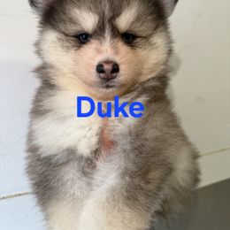Duke - Black and white male Pomsky puppy in Coatesville, Pennsylvania from Peaceful Pomskys