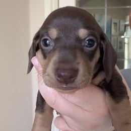 Lil Mama - Chocolate and tan female Dachshund puppy in Guthrie, Oklahoma from Kingdom Mini Dashchunds