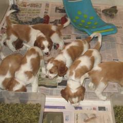 Welsh Springer Spaniel Puppies from Fireside Welsh Springer Spaniels
