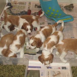 Welsh Springer Spaniel Puppies from Fireside Welsh Springer Spaniels