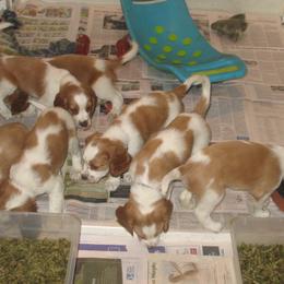 Welsh Springer Spaniel Puppies from Fireside Welsh Springer Spaniels