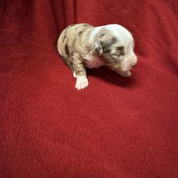 Red Merle female - Red merle female Toy Australian Shepherd puppy in Billings, Montana from Chapman's Aussies
