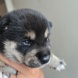 AKC Dasher - Black and tan male Shiba Inu puppy in Jensen Beach, Florida from ScrapiShibas