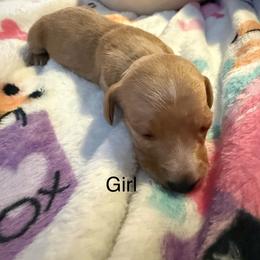 Girl 1 - Red female Dachshund puppy in Onalaska, Texas from Nicholes Doxies
