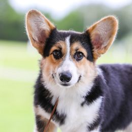 Kova - Cardigan Welsh Corgi