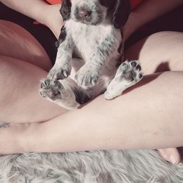 English Springer Spaniel Puppies from Savannah River Springers