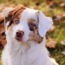 Miniature American Shepherds from Barnaby’s Barn Dog’s