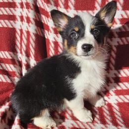 Velma - Black and tan female Pembroke Welsh Corgi puppy in Castle Rock, Washington from Heckman Corgis