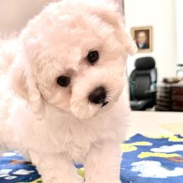 Puppy - White male Bichon Frise puppy in Greenville, South Carolina from Almaza Bichons