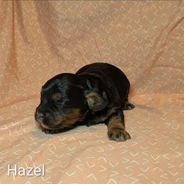 Hazel - Brown and tan female Cockapoo puppy in Sunset, Louisiana from Cano Cockapoos
