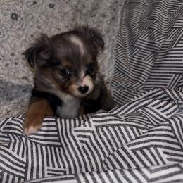 Toy Australian Shepherd Puppies from Carlsbad Toy Aussies