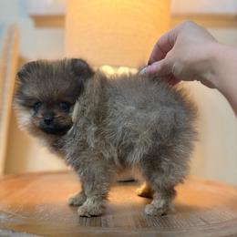 Bri - Orange female Pomeranian puppy in Phoenix, Arizona from Luxpomz