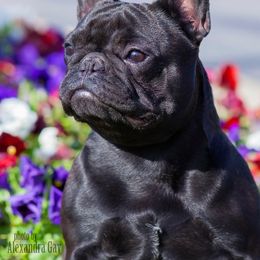 Sunny - French Bulldog