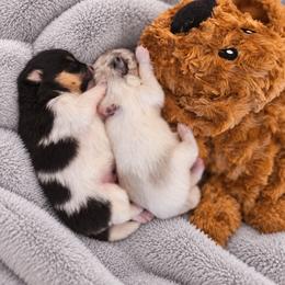 Pomeranian Puppies from Rebecca Mendoza