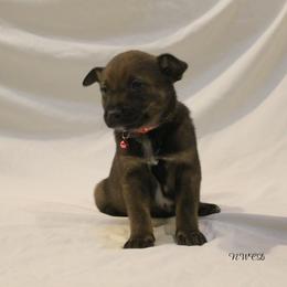 Loretta Lynn - Blue female Australian Cattle Dog puppy in Willamina, Oregon from Cherished Chihuahuas