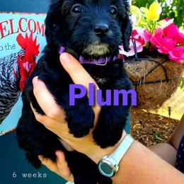 Goldendoodle Puppies from Just Doodling Dogs