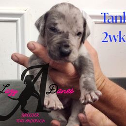 Boy 1 - Blue male Great Dane puppy in Longview, Texas from Lazy A Danes
