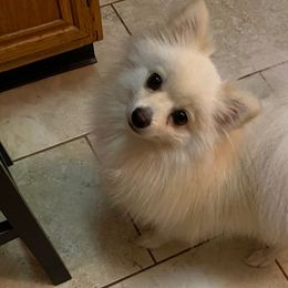 Ms Bella - Pomeranian