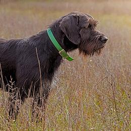 German Wirehaired Pointers and Pudelpointers from Ripsnorter Kennels