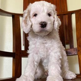 Australian Labradoodles from Kindred Hollow Labradoodles