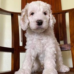 Australian Labradoodles from Kindred Hollow Labradoodles
