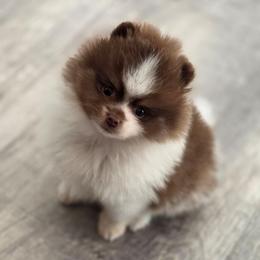 Chocolate tri boy - Chocolate male Pomeranian puppy in Brighton, Colorado from POMS OF CBBK