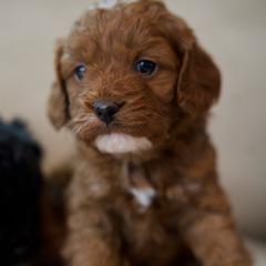Minnie - Red female Cavapoo puppy in Omaha, Nebraska from Danielle Elhabbal