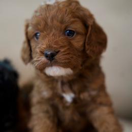 Minnie - Red female Cavapoo puppy in Omaha, Nebraska from Danielle Elhabbal