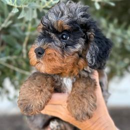 Male 2 - Merle male Bernedoodle puppy in Modesto, California from Central Valley Canine Companions