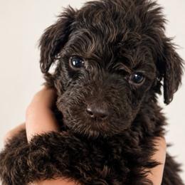 Brioche - Brown female Poodle puppy in Grovetown, Georgia from PND Kennel